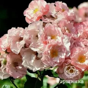 Роза Джекис Фейворит флорибунда