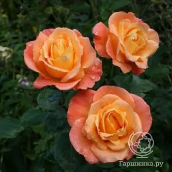 Роза Джем и Иерусалим, Фрайер