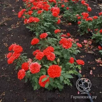 Роза Джинджер миниатюрная