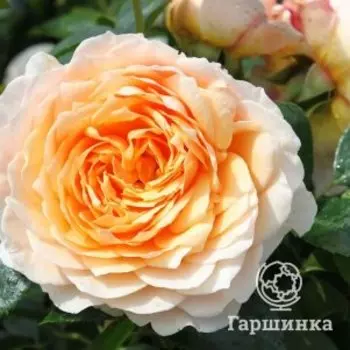 Роза Джинджер Силлабаб плетистая