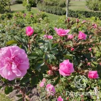 Роза Джон Дэвис