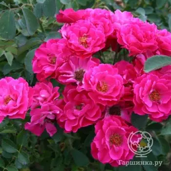 Роза Джон Франклин канадская парковая