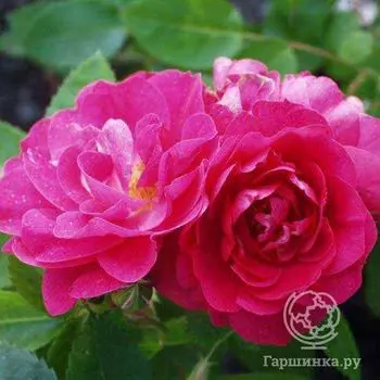 Роза Джон Кэбот канадская парковая п/с