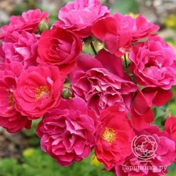 Роза Джордж Ванкувер канадская парковая