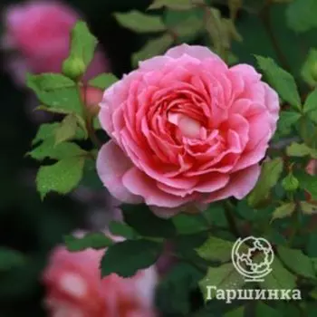 Роза Джубили Селебрейшн
