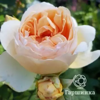 Роза Джуд зе Обскур, Воронежский питомник роз
