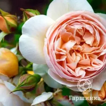 Роза Джульетта, Питомник роз Королева Роза