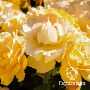 Роза Джулия Чайлд флорибунда