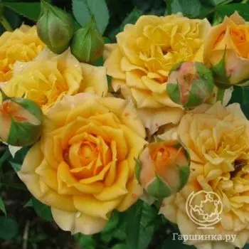 Роза Луллу миниатюрная, Imperial Rose