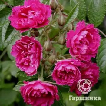 Роза Ф. Джей Гротендорст парковая, Кордес