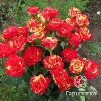 Роза Файер Флеш, Питомник роз