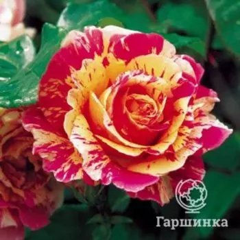 Роза Файер Крек