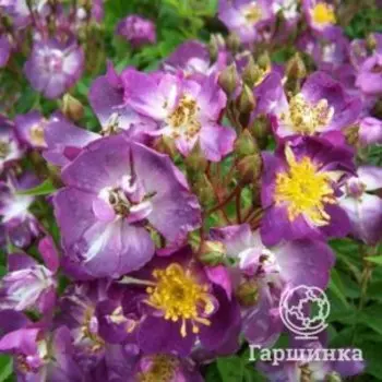 Роза Файльхенблау