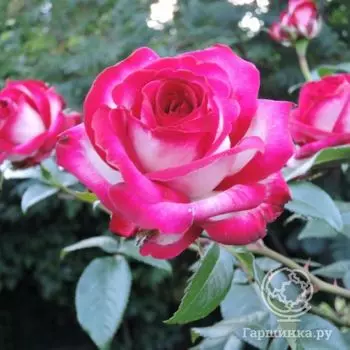 Роза Файр Леди чайно-гибридная, Imperial Rose