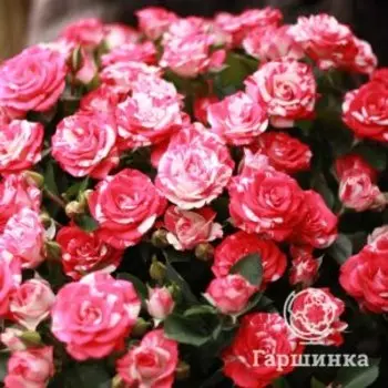 Роза Файрворкс, Питомник роз