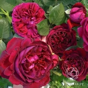 Роза Фальстафф, Д.Остин кустарниковая