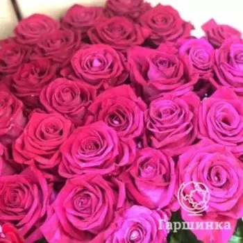 Роза Фана чайно-гибридная