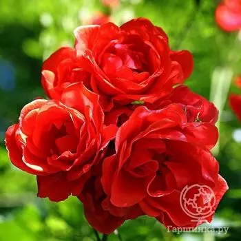 Роза Фейерверк кустарниковая, Тантау