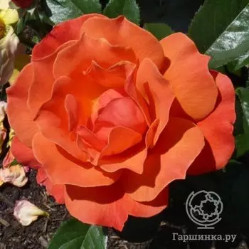 Роза Феллоушип, Харкнесс