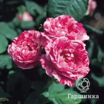 Роза Фердинанд Пичард