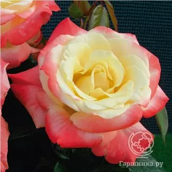 Роза Фиджи, Интерплант