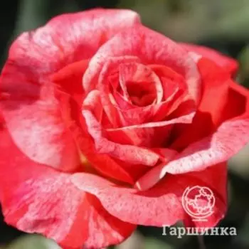 Роза Филателия чайно-гибридная, Воронежский питомник роз