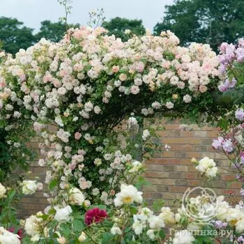 Роза Филис Байд, Гийо