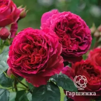 Роза Фишерман Френд