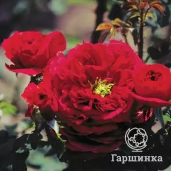 Роза Фишерман Френд