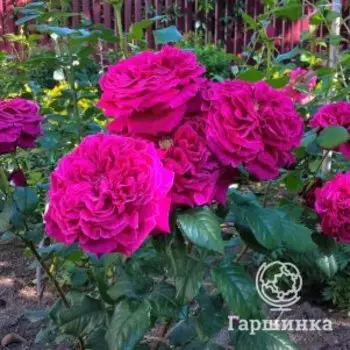 Роза Фишерман Френд