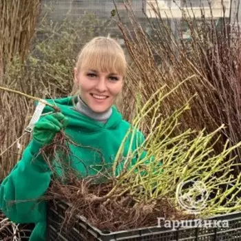 Роза Фламентанц плетистая, Кордес