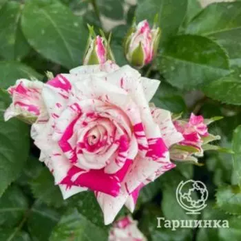 Роза Флеш Денс