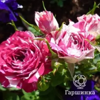 Роза Флешинг