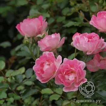 Роза Флирт 2011 мини, Топалович