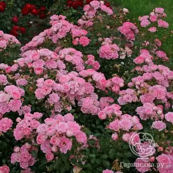 Роза Флирт, Кордес