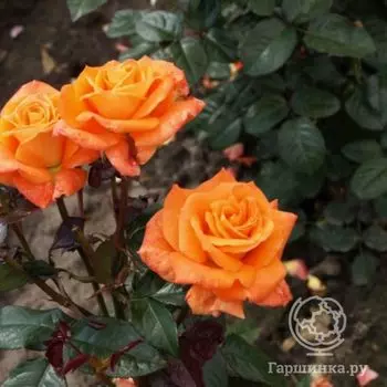 Роза Флора Даника, Пулсен