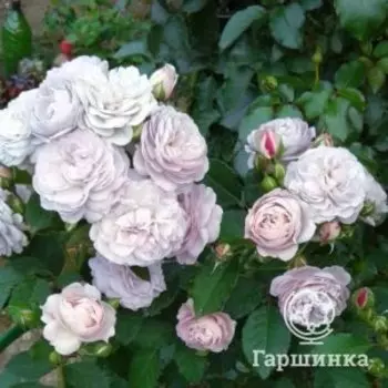 Роза Флоренс Делаттре, Питомник Розы Фокино