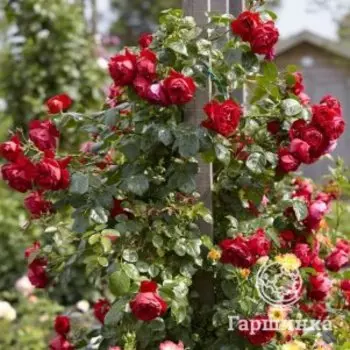 Роза Флорентина плетистая