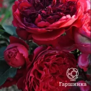 Роза Флорентина плетистая, Воронежский питомник роз