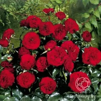 Роза Фоерланд флорибунда, Топалович