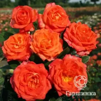 Роза Фойрио чайно-гибридная, Топалович