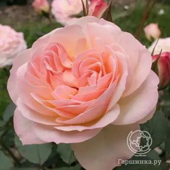 Роза Фондант флорибунда, Imperial Rose