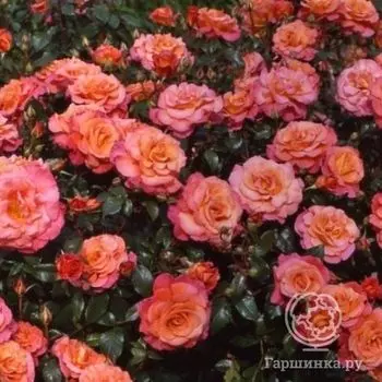 Роза Фрайзингер Моргенроте кустарниковая