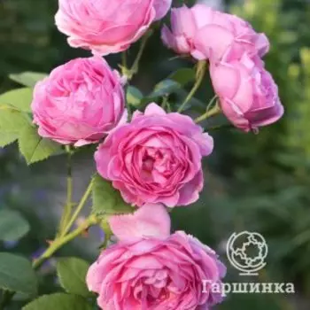 Роза Французское платье, Питомник Розы Фокино