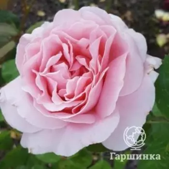 Роза Фредерик Мистраль чайно-гибридная, Питомник роз Королева Роза