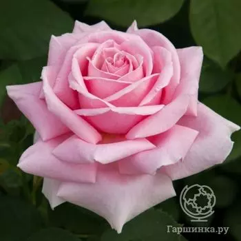 Роза Фредерик Мистраль, Мейян