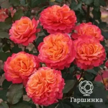 Роза Френези флорибундаоза