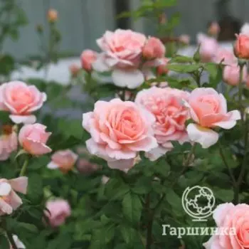 Роза Френсис Блейз