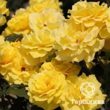 Роза Фрезия флорибунда, Топалович