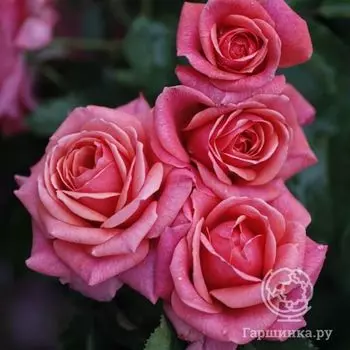 Роза Фри Спирит, Фрайер